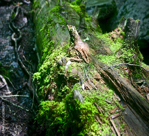 Moss on Fallen Tree © Brandy Pickerel