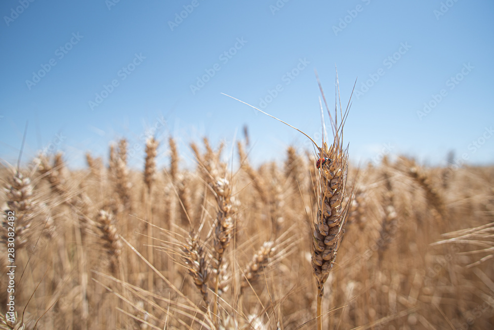 Fototapeta premium Espiga de trigo con mariquita