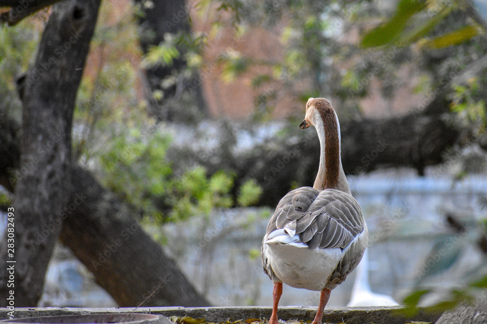 Fototapeta premium DUCK