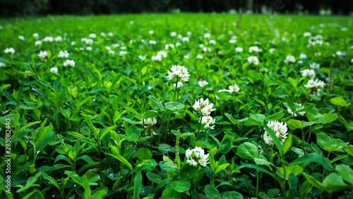 Beautiful summer clover lawn with white flowers and green grass after rain