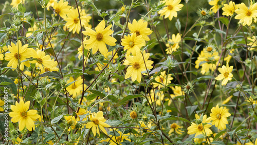 Tournesol à feuilles minces ou hélianthe à dix pétales jaune or et au coeur jaune orangé (Helianthus decapetalus 'Meteor') photo