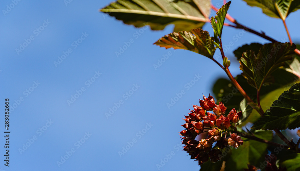 Close-up seeds of Ninebark shrub or Physocarpus opulifolius Diabolo, Diablo Ninebark with blue sky background. There is place for text. Summer landscape, fresh wallpaper, nature background concept Close-up seeds of Ninebark shrub or Physocarpus opulifolius Diabolo, Diablo Ninebark with blue sky background. There is place for text. Summer landscape, fresh wallpaper, nature background concept