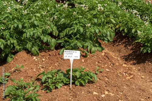 Gloucestershire, England, UK. August 2019.  A crop of Markies variety of potatoes growing in a field  near Ford in Gloucestershire photo