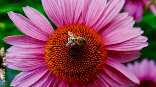 Echinacea  der Sonnenhut - Nahaufnahmen mit   ohne Biene