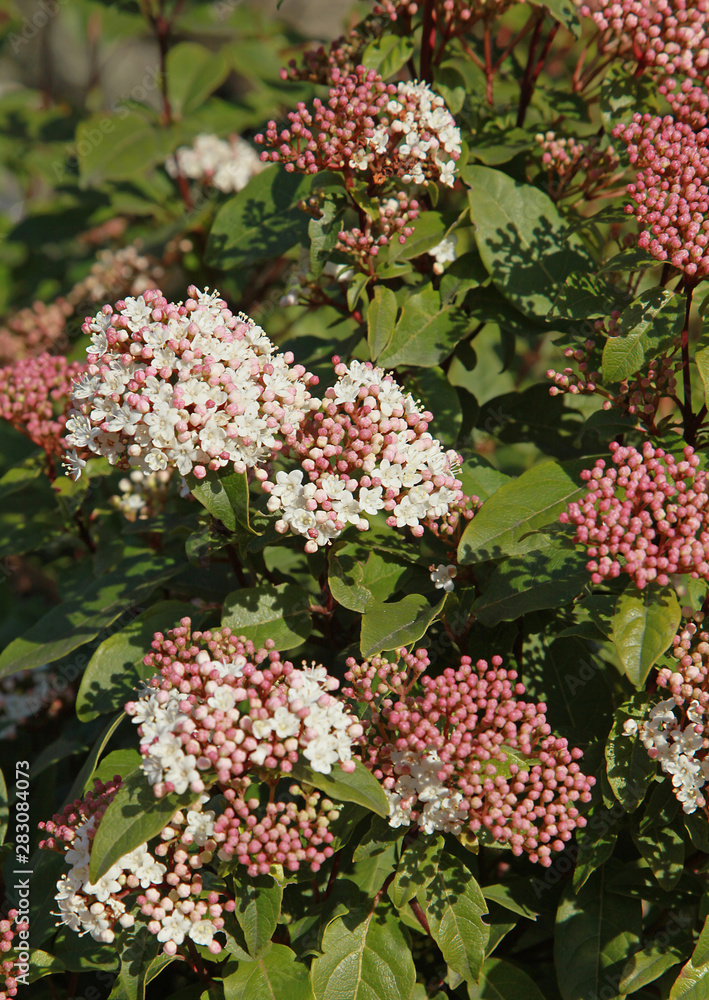 Fototapeta premium Fleurs de Viburnum tinus 