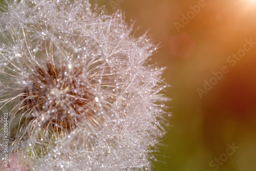 Dandelion on a background of green grass.