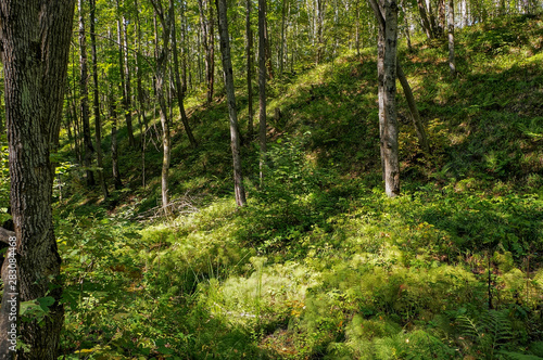 Wallpaper Mural forest in spring Torontodigital.ca