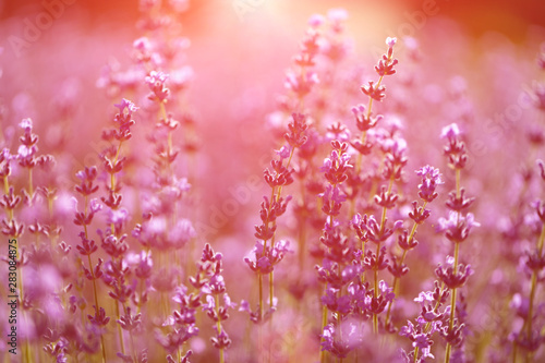 Lavender field in the morning at sunrise.