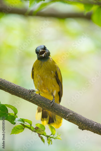 Black-headed bulbul, Pycnonotus atriceps, photo