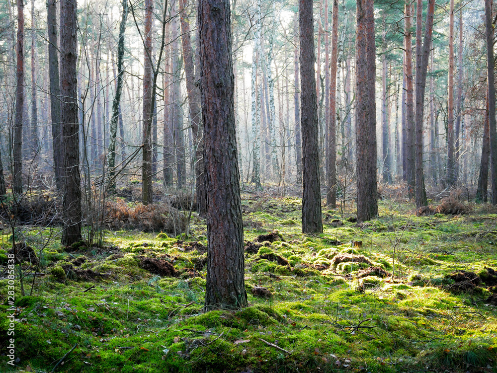 Obraz premium Sonnenstrahlen in den Wald