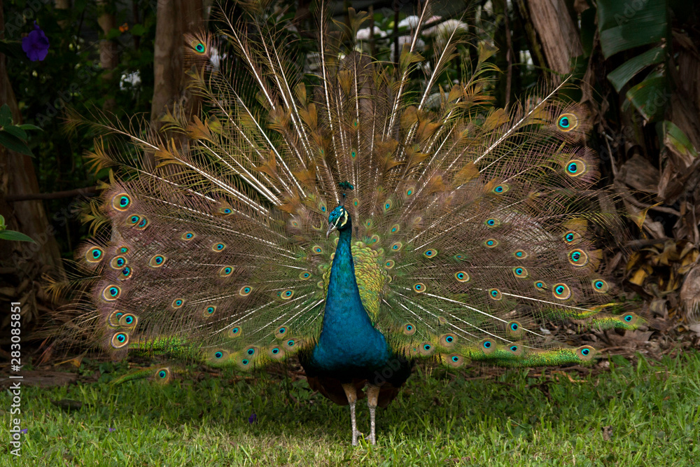 Obraz premium beautiful peacock (Pavo cristatus) with its colorful open tail
