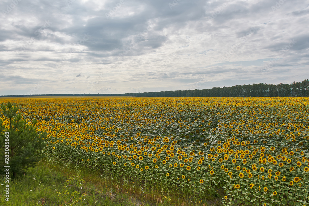 A field of sunflowers in Penza Oblast.