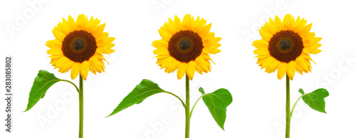 Drei Sonnenblumen isoliert auf weißem Hintergrund