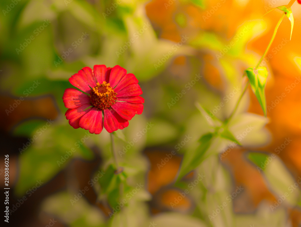 red flower in the garden red flower in the garden