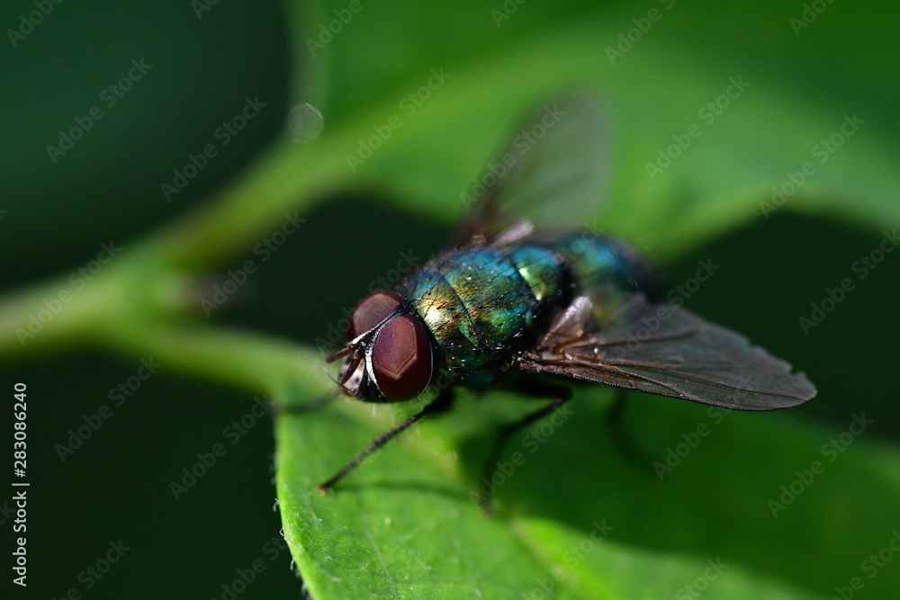 Fototapeta premium grüne Fliege