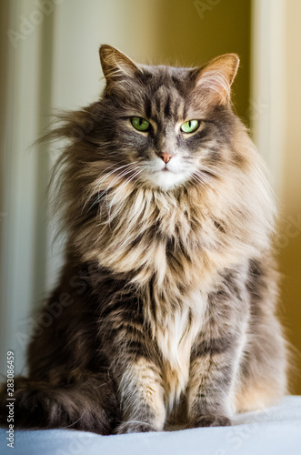 Slika na platnu Nice posing cat in natural daylight