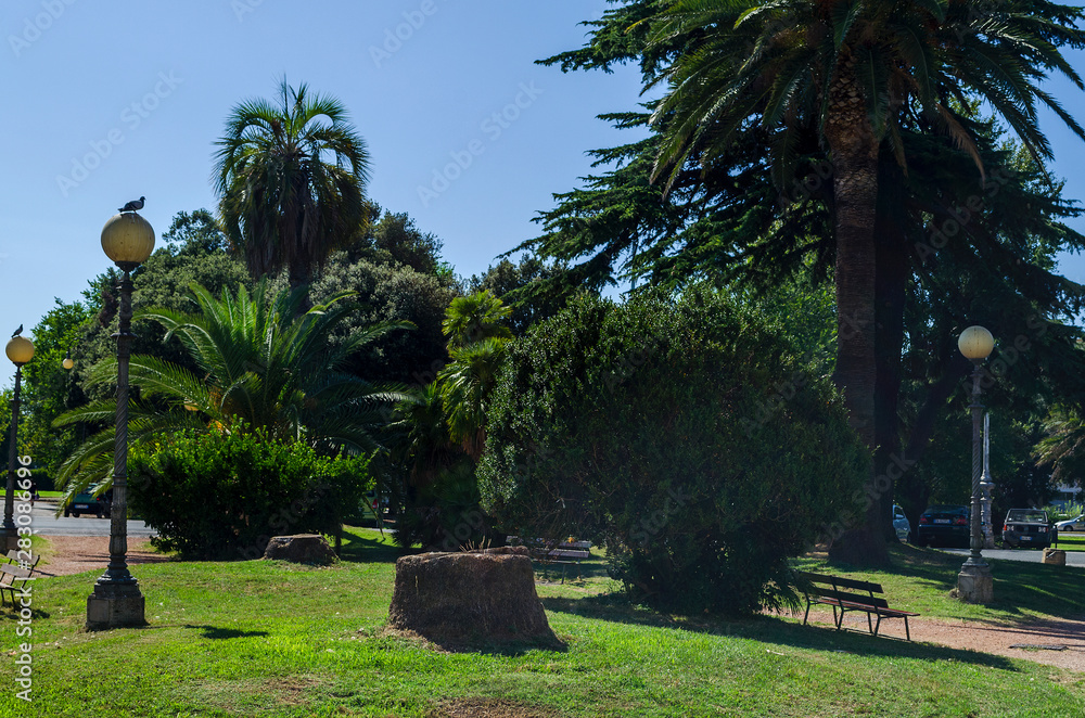 Fototapeta premium Zieleń 