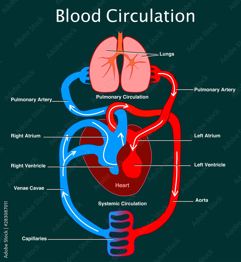 Cardiovascular System Blood Flow Chart Image To U