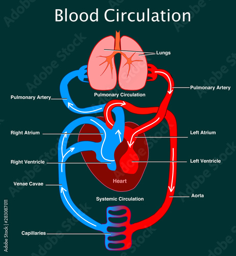 Human circulatory system. Stylized  heart anatomy, structure. Blood flow circulation system.  Basic annotated. Biology lesson. Illustration of blood flow with arrows. Drawing vector illustration. Dark