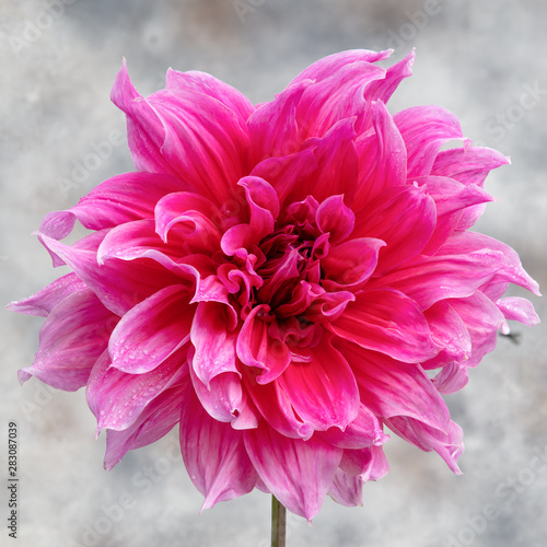 'Emory Paul' Dinner Plate Dahlia