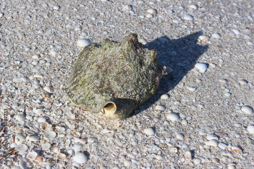 Obraz premium Meerestiere