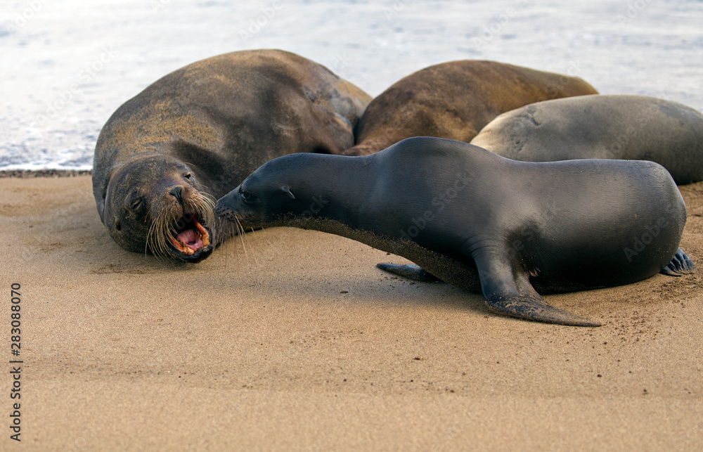 Obraz premium Sea lion from Galapagos islands