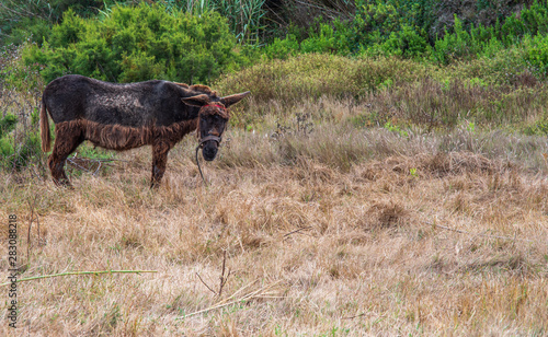 Fototapeta Naklejka Na Ścianę i Meble -  donkey in a grass field