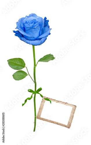 Blue rose with label