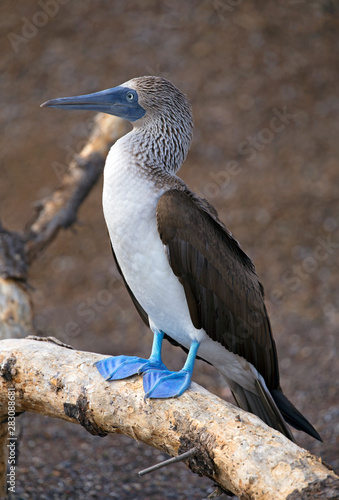 Blue-footed booby, Galapagos Ecuador