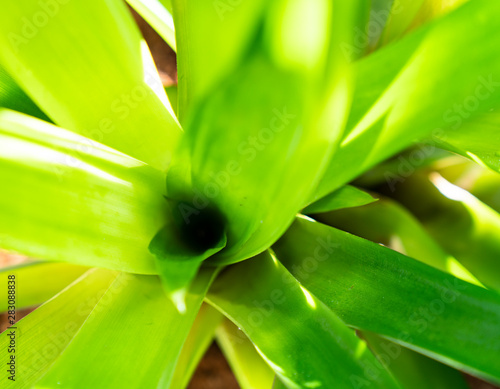 Close Up nature view of green leaf on blurred greenery background in garden at morning sunlight with copy space using as background natural green plants landscape, ecology, fresh wallpaper concept. 