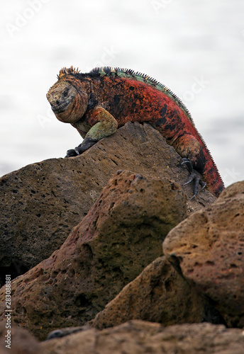 Galapagos marine iguana closeup