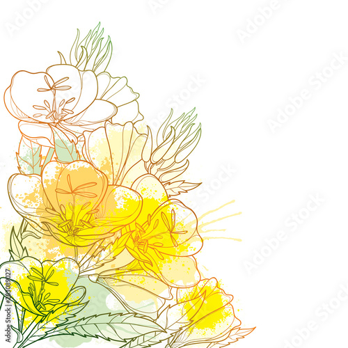 Corner bouquet of outline Oenothera or evening primrose flower bunch with bud in pastel yellow isolated on white background. 