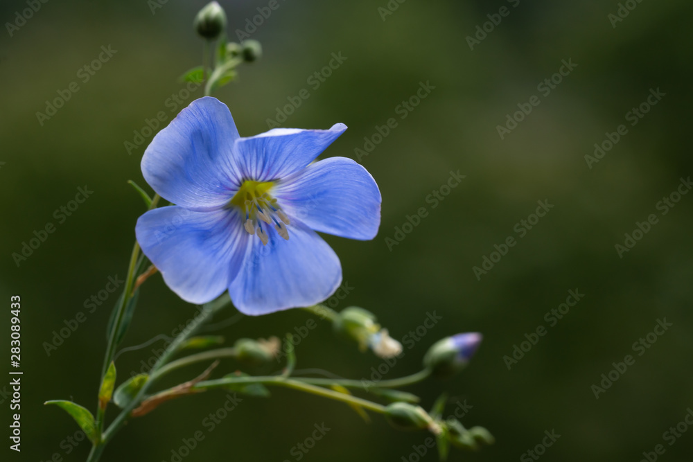 Beautiful flowers of flax Beautiful flowers of flax