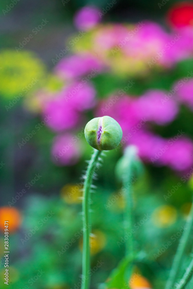 Papaver somniferum or opium poppy, breadseed poppy is a species of flowering plant in the family Opium poppy. Papaver somniferum or opium poppy, breadseed poppy is a species of flowering plant in the family Opium poppy.