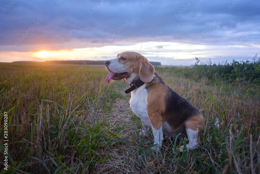 Dog beagle in a meadow in summer against a sunset. Portrait cute face Beagle dog on meadow