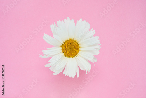 White daisy flower on pink background. Copy space, top view