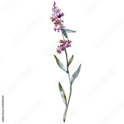 Lavender floral botanical flowers. Watercolor background illustration set. Isolated lavender illustration element.