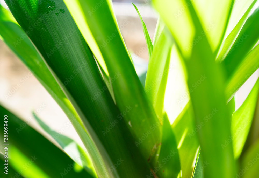 Close Up nature view of green leaf on blurred greenery background in garden at morning sunlight with copy space using as background natural green plants landscape, ecology, fresh wallpaper concept Close Up nature view of green leaf on blurred greenery background in garden at morning sunlight with copy space using as background natural green plants landscape, ecology, fresh wallpaper concept