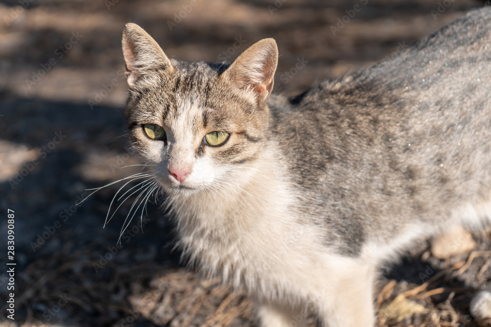 Portrait of a cat in the sun light in a summer forest. 