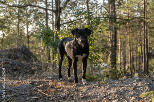 Big black dog in the forest on the summer day. 