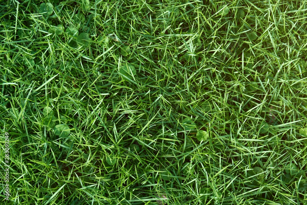 Grass texture background Grass texture background