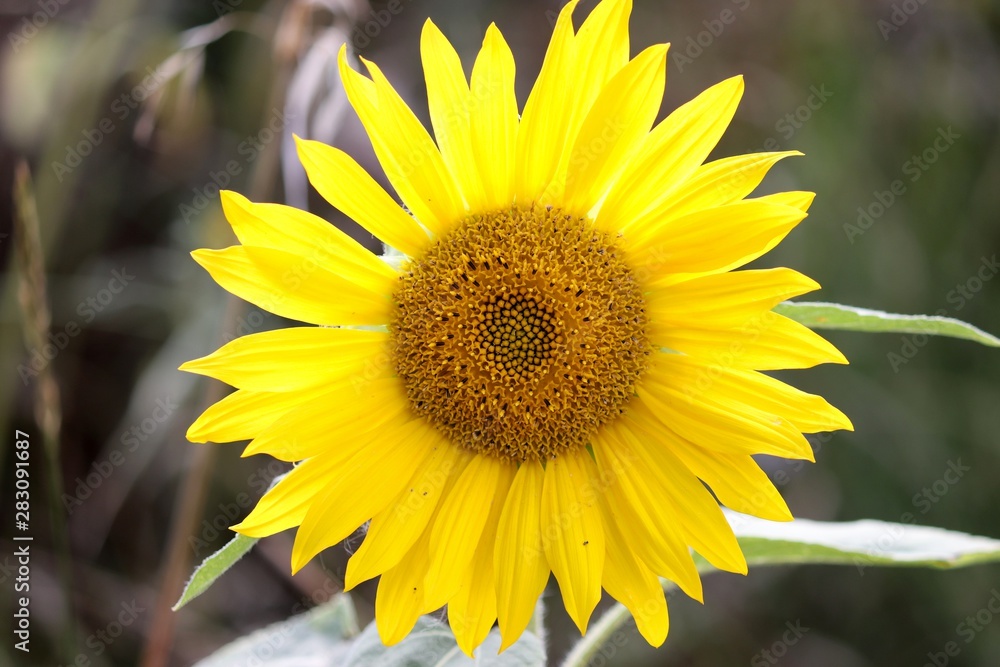 strahlende Sonnenblume mit leuchtenden Blättern strahlende Sonnenblume mit leuchtenden Blättern
