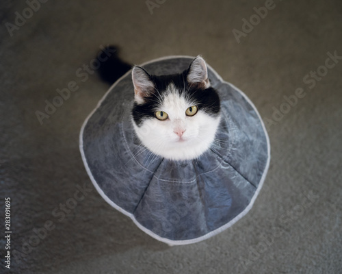 Obraz na plátně Cat wearing ruff top down