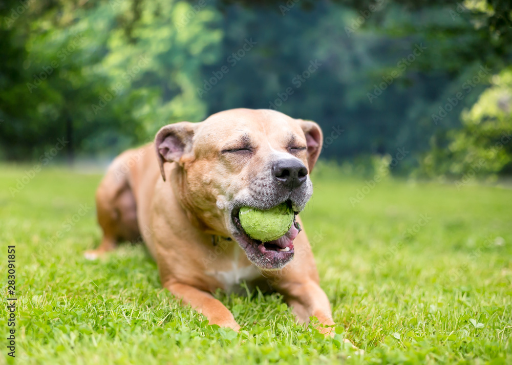 A happy Pit Bull Terrier mixed breed dog lying in the grass and chewing on a ball