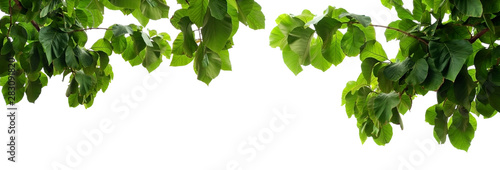 green leaves of teak tree on white background photo