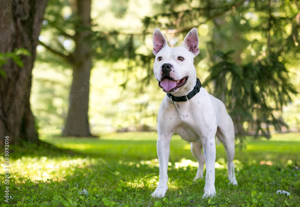 A white Pit Bull Terrier mixed breed dog with a happy expression standing outdoors