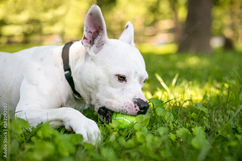 A happy white Pit Bull Terrier mixed breed dog lying in the grass and chewing on a ball