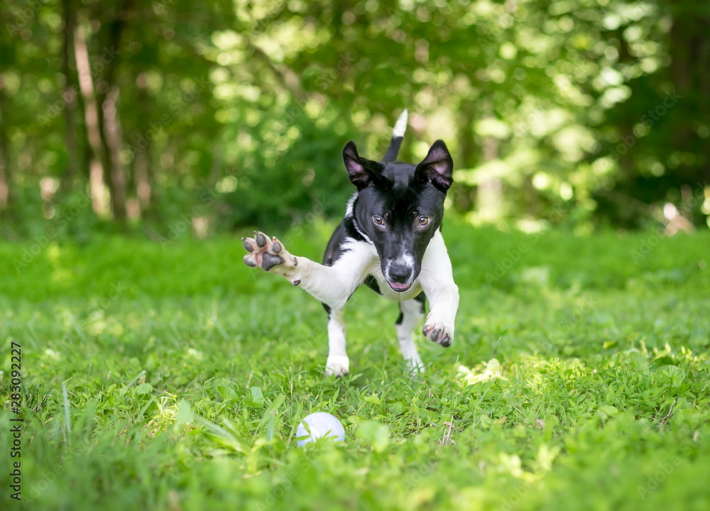 A playful black and white mixed breed puppy chasing and pouncing on a ball in the grass A playful black and white mixed breed puppy chasing and pouncing on a ball in the grass