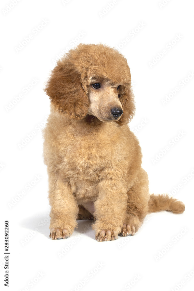 Poodle puppy apricot color sitting and looking away. On white background.