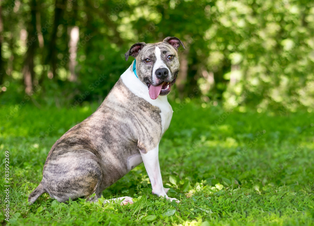 An overweight brindle and white Pit Bull Terrier mixed breed dog sitting outdoors
